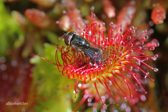 Rundblättriger Sonnentau (Drosera rotundifolia)